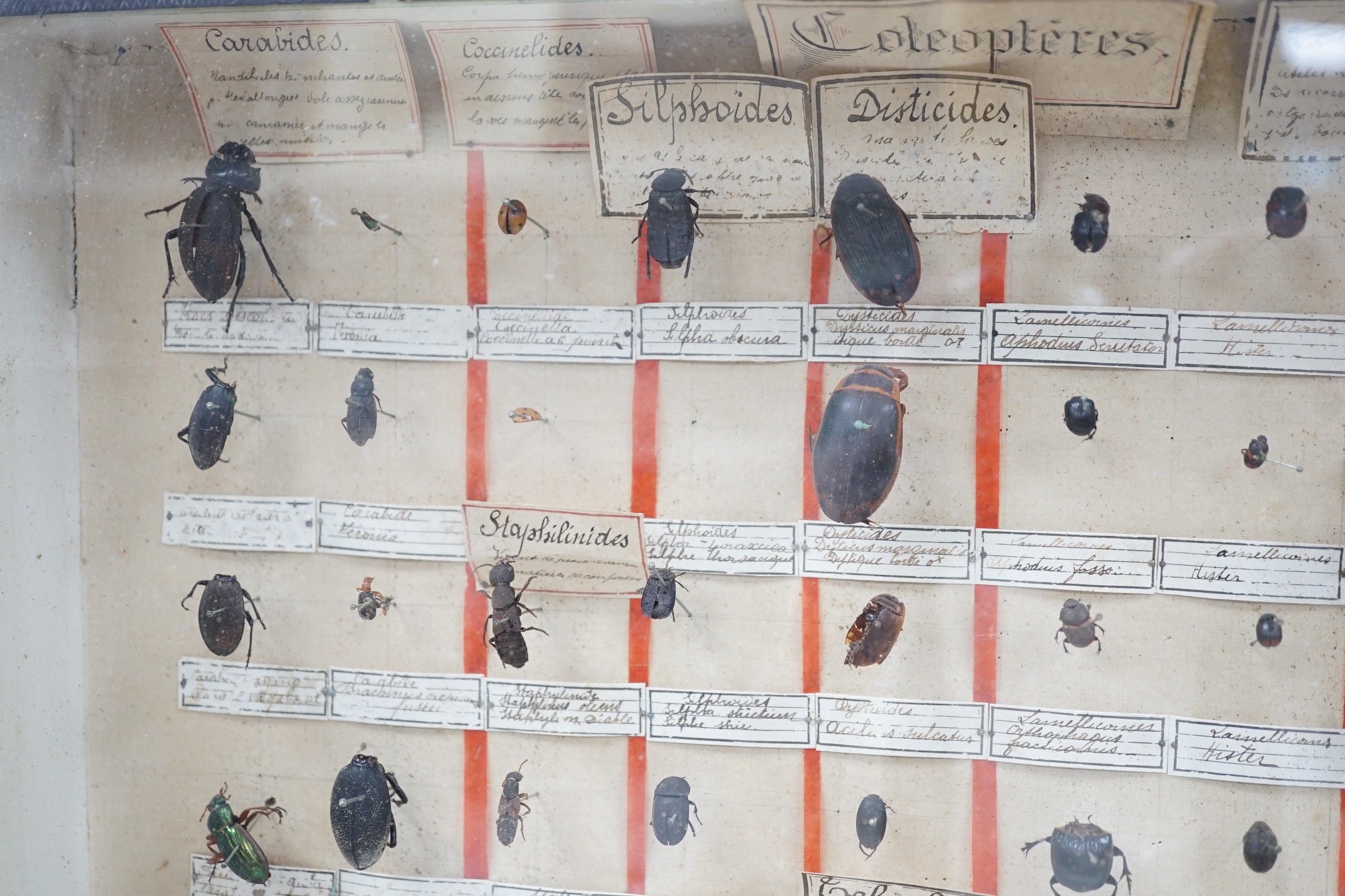 Two cased and labelled beetle taxidermy specimen cabinets, 39cms wide